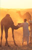Pushkar Camel Fair