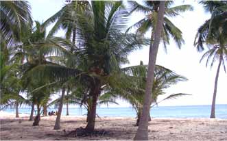 Beach Side in Lakshadweep