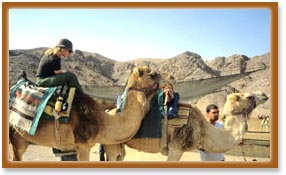 Camel Safaris, Ladakh