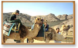 Camel Safaris, Ladakh