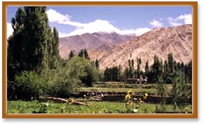 Flora & Fauna of Ladakh