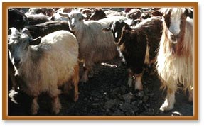 Goats & Shepherds in  Ladakh