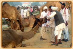 Pushkar Fair