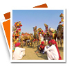 Bikaner Camel Festival