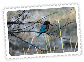 Bharatpur Bird Sanctuary