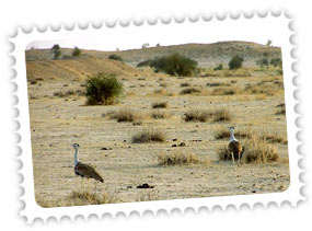 Desert National Park Jaisalmer Rajasthan