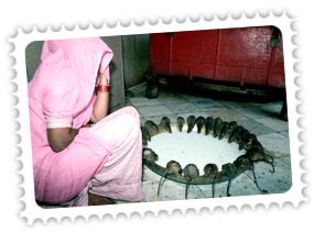 Karni Mata Fair Rajasthan