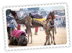 Pushkar Camel Fair Rajasthan