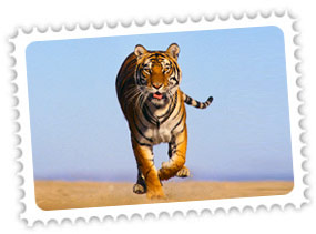 Rajasthan Wildlife