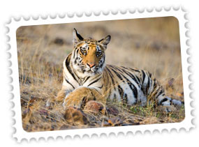 Ranthambore National Park