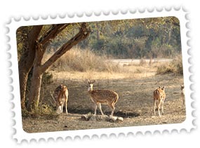 Sariska National Park