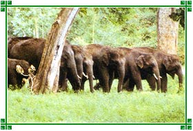 Anamalai Wildlife Sanctuary, Coimbatore