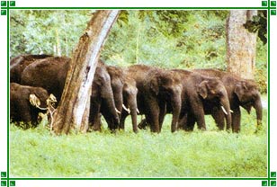 Anamalai Wildlife Sanctuary