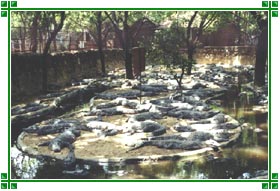 Crocodile Bank near Chennai