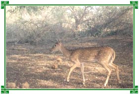 Deer, Bandipur National Park