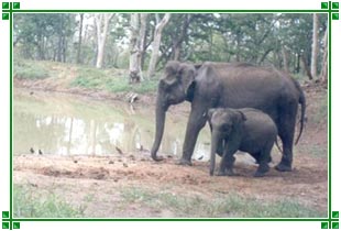 Elephants, Nagarhole National Park