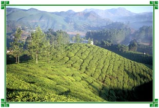 Munnar Hills, Kerala