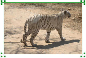 Nagarhole National Park