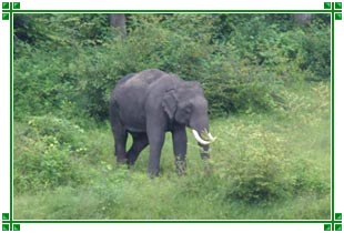 Nagarhole Wildlife, Karnataka