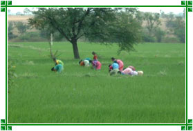 Paddy Fields, Kurnool, Andhra Pradesh