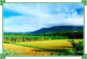 Paddy Fields, Kodaikanal