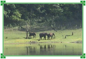 Periyar Wildlife, Kerala