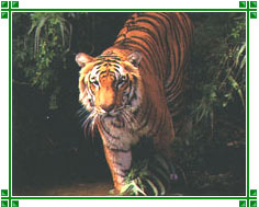 Indira Gandhi Zoological Park, Visakhapatnam