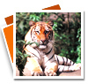Khajuraho Wildlife Tour