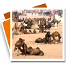 Pushkar Fair