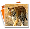 Tiger Bandhavgarh National Park
