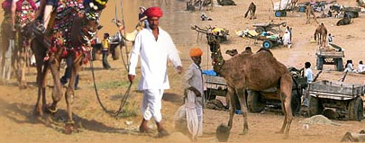 Pushkar Fair, Rajasthan