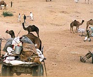 Pushkar Fair 2007