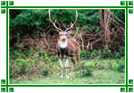 Deer, Bandipur National Park