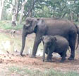 Nagarhole National Park, India