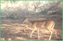 Bandipur National Park, Karnataka