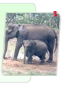Wildlife of Karnataka