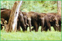 Anamalai Wildlife Sanctuary, Tamil Nadu