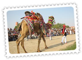 Bikaner Camel Festival Rajasthan